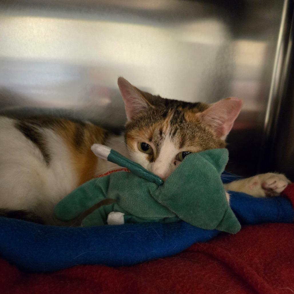 One True Love, a Adoptable Domestic Short Hair in Charlottesville, VA image 4/6