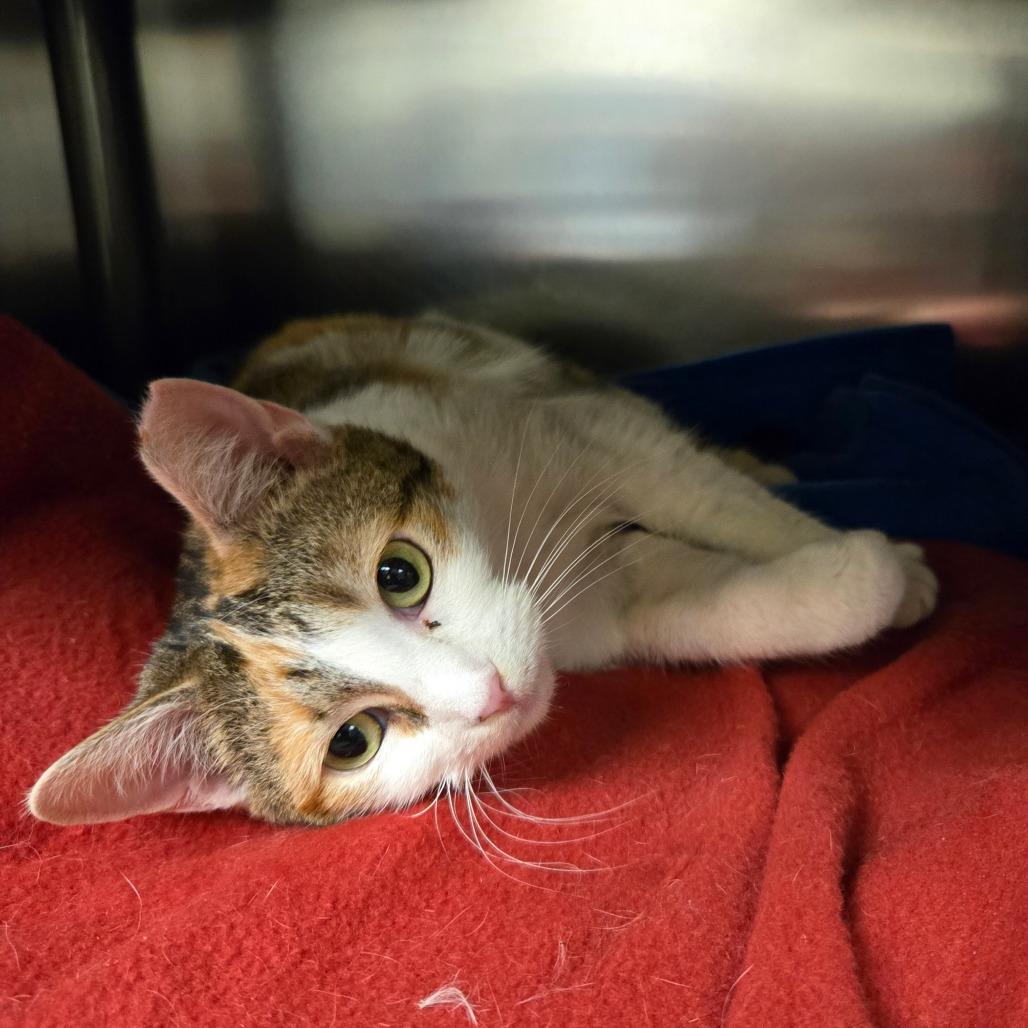 One True Love, a Adoptable Domestic Short Hair in Charlottesville, VA image 5/6