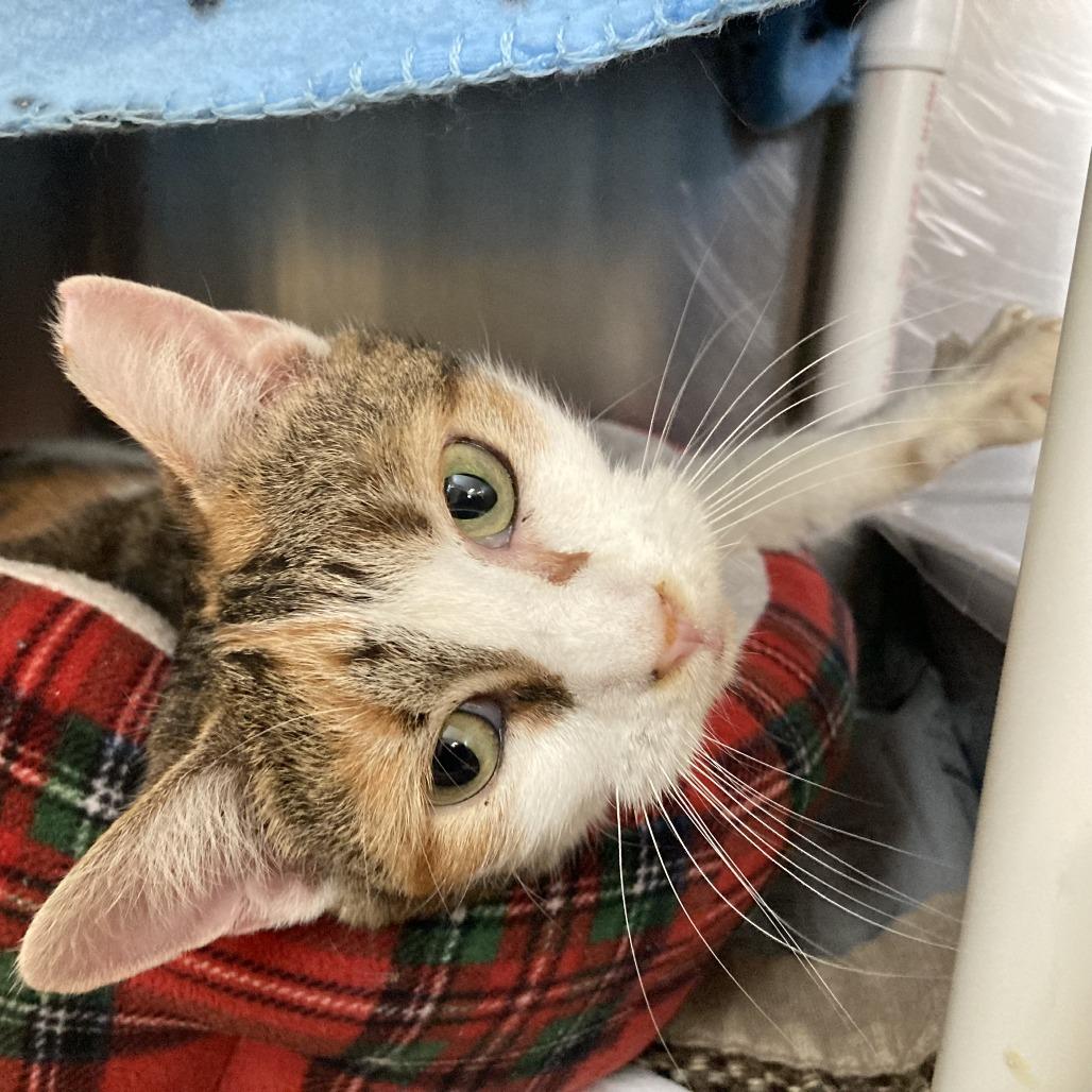 One True Love, a Adoptable Domestic Short Hair in Charlottesville, VA image 6/6