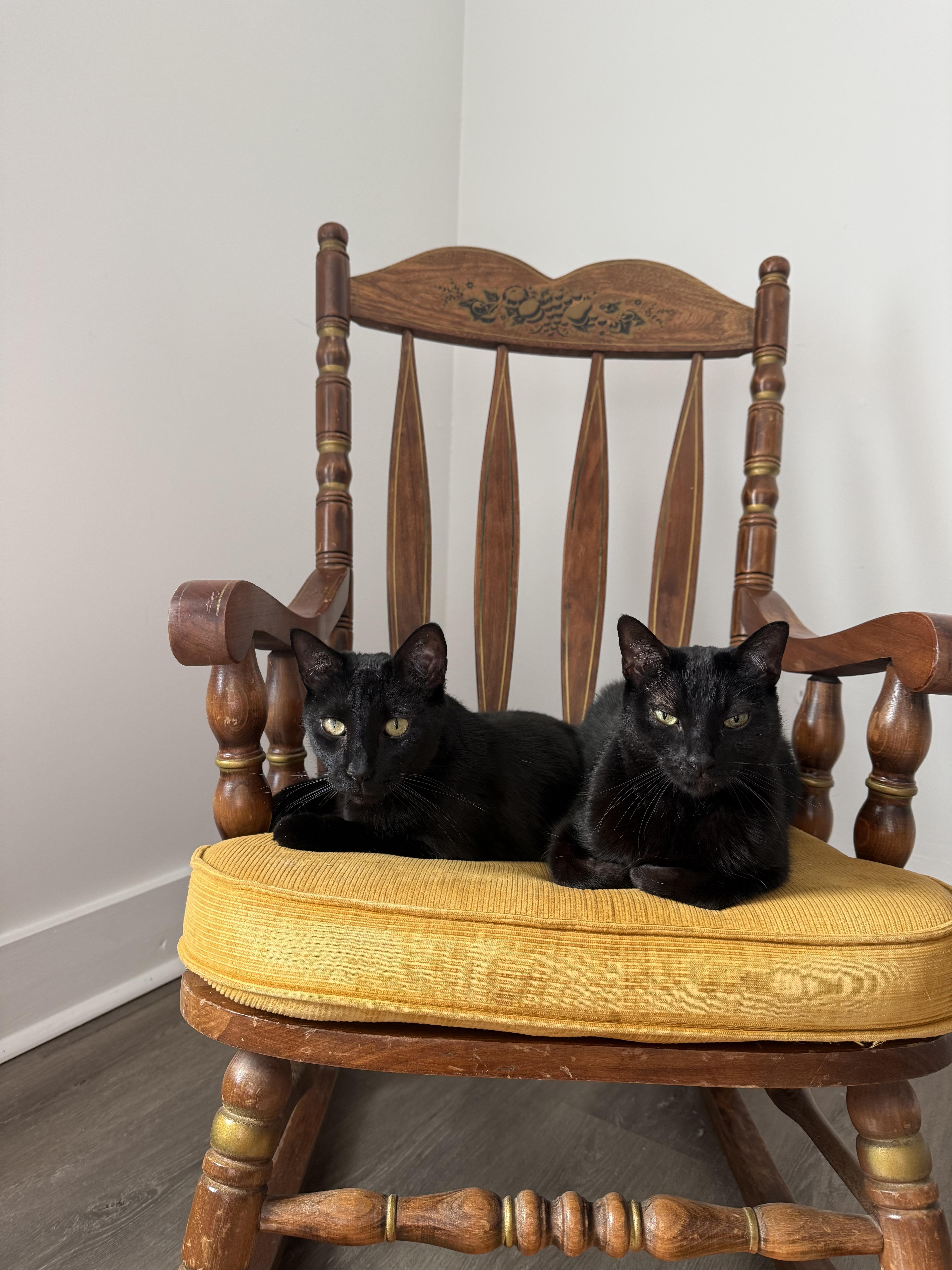 Enlarge Jules and Guy (courtesy post), a ADOPTABLE Domestic Short Hair in Petersburg, VA image 2/5