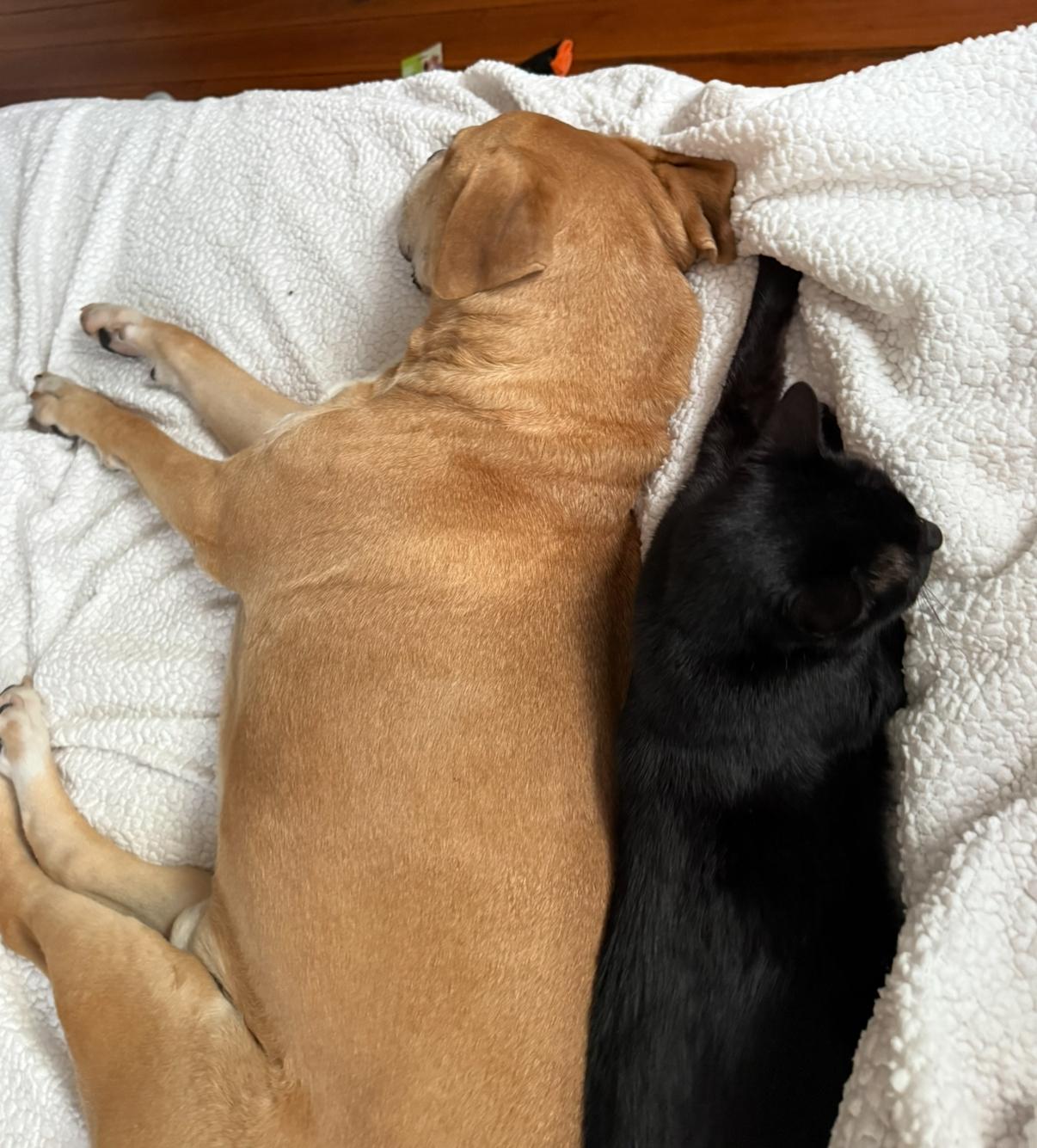 Enlarge Jules and Guy (courtesy post), a ADOPTABLE Domestic Short Hair in Petersburg, VA image 4/5