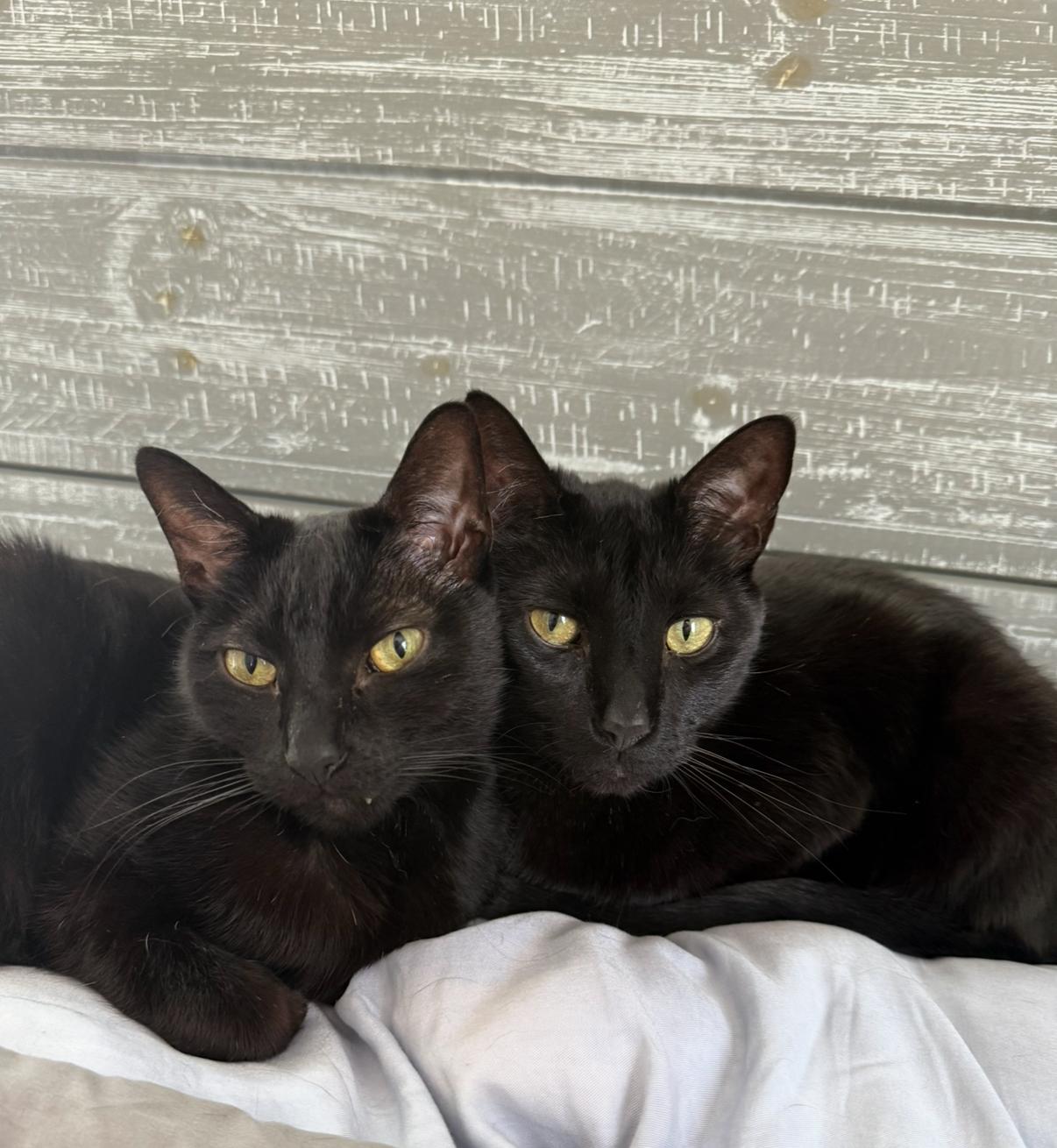 Enlarge Jules and Guy (courtesy post), a ADOPTABLE Domestic Short Hair in Petersburg, VA image 1/5