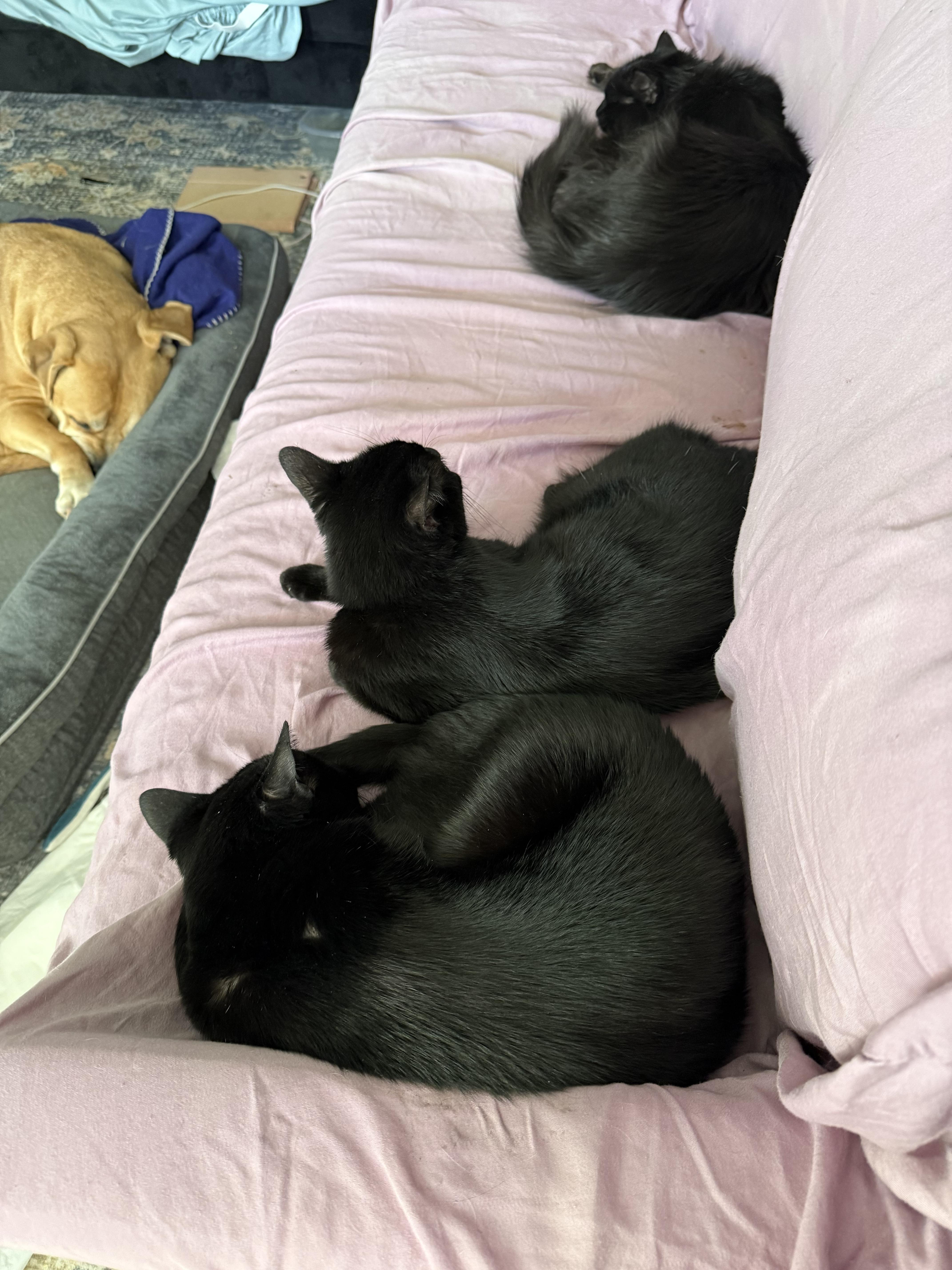 Enlarge Jules and Guy (courtesy post), a ADOPTABLE Domestic Short Hair in Petersburg, VA image 3/5