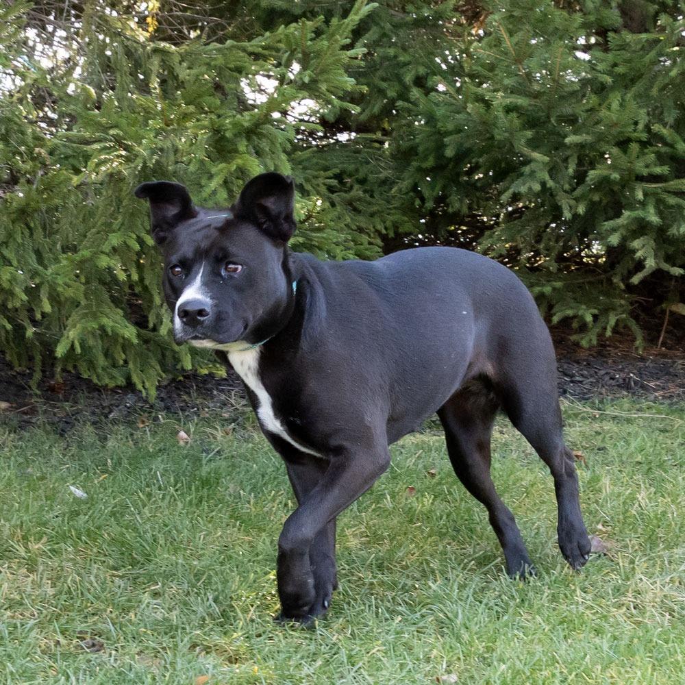 Star, Adoptable, Young Female Black Labrador Retriever & Pit Bull Terrier.