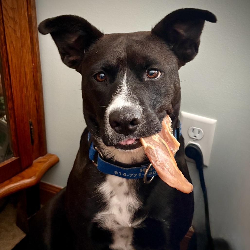 Star, a Adoptable mixed breed in McKean, PA image 2/6