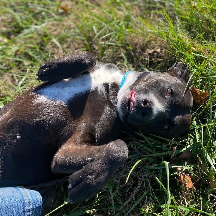 Star, a Adoptable mixed breed in McKean, PA image 5/6