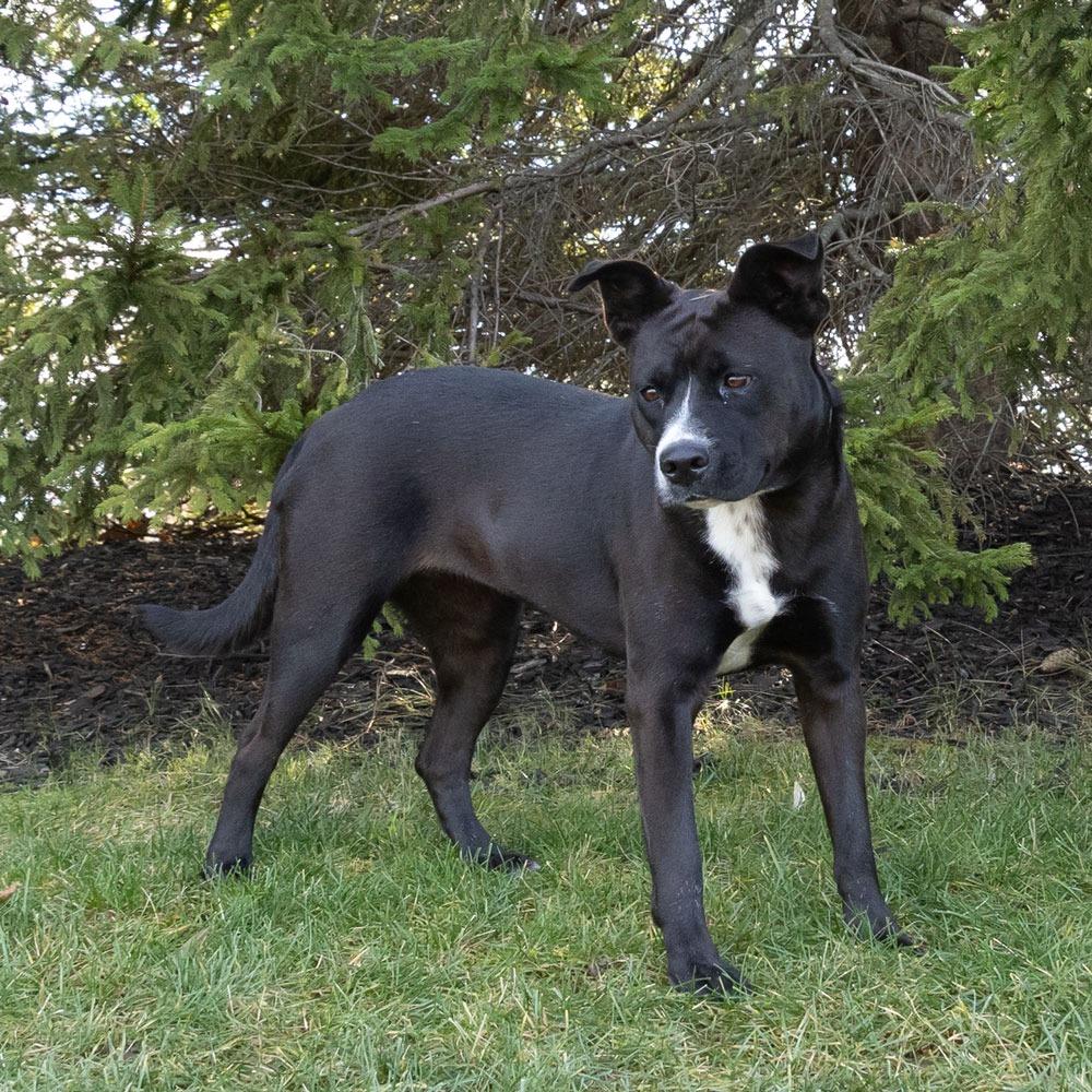 Star, a Adoptable mixed breed in McKean, PA image 6/6