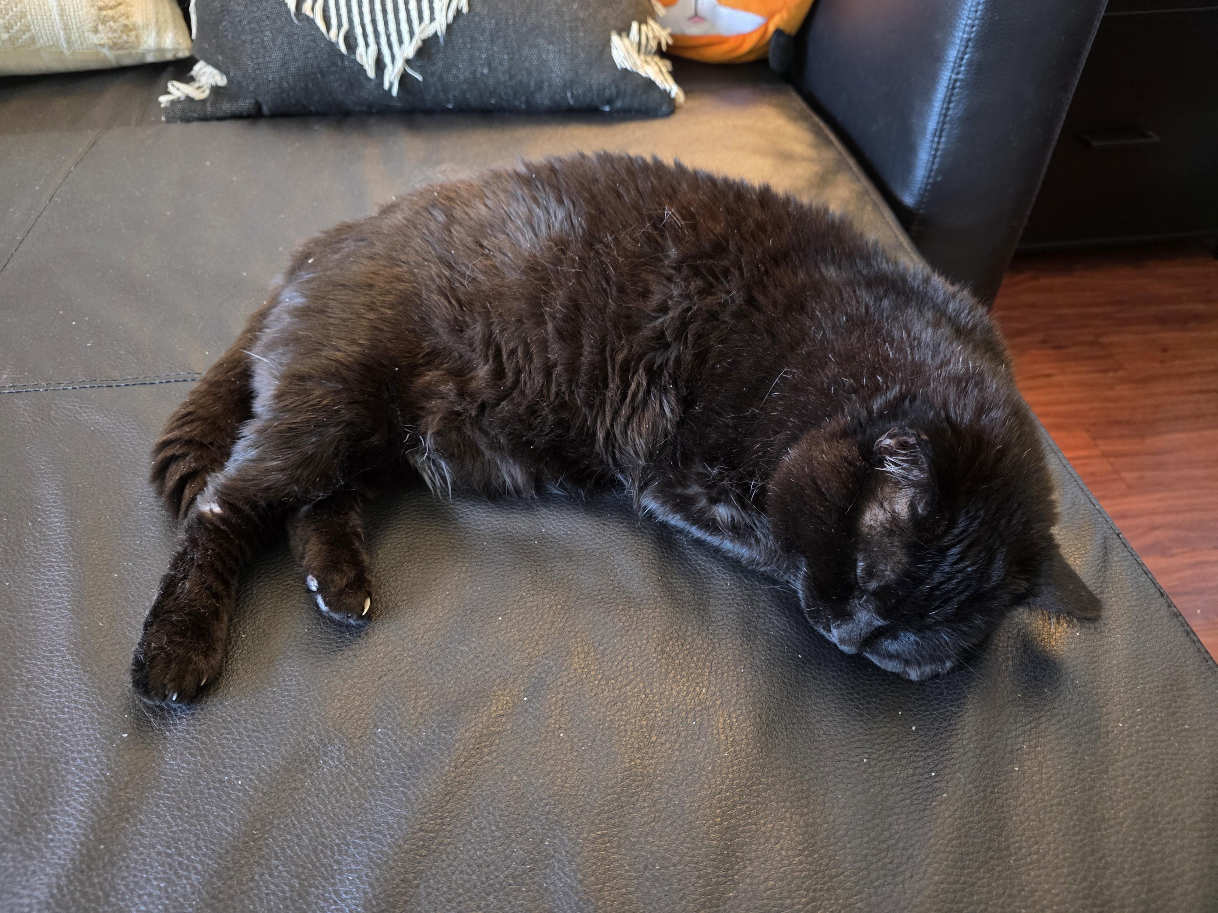 Enlarge Chubby Cheeks AKA Gobbi, a ADOPTABLE Domestic Short Hair in Fairfax, VA image 2/5