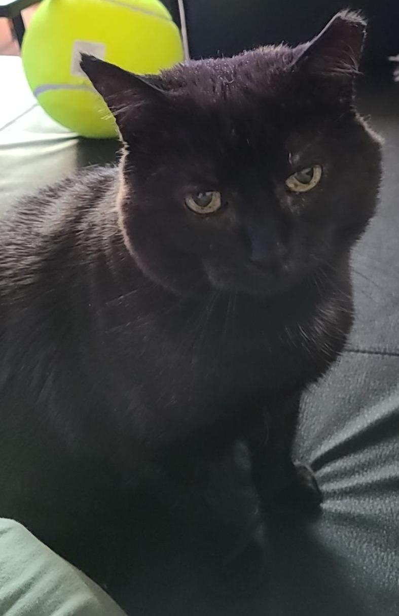 Enlarge Chubby Cheeks AKA Gobbi, a ADOPTABLE Domestic Short Hair in Fairfax, VA image 4/5