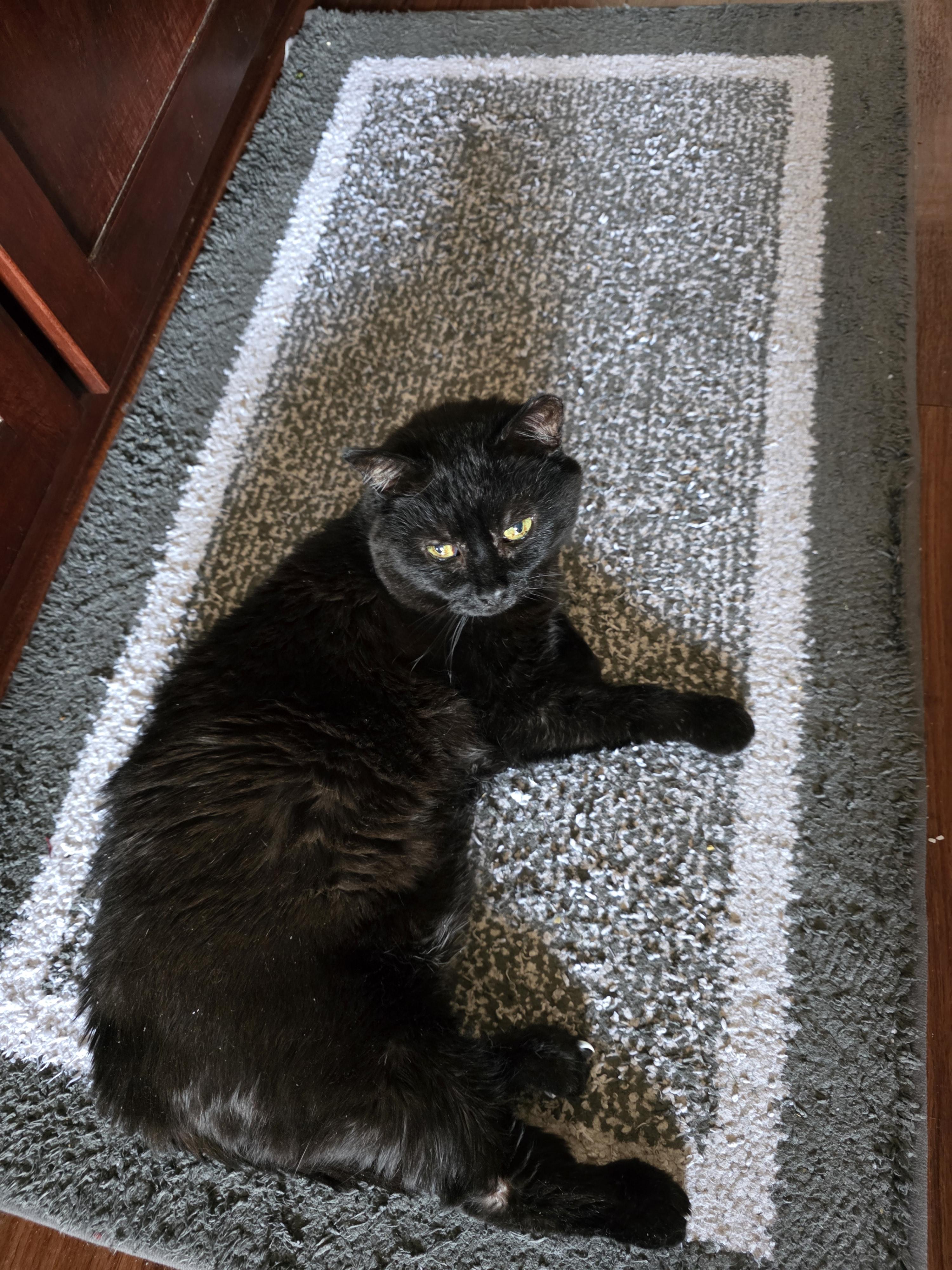 Enlarge Chubby Cheeks AKA Gobbi, a ADOPTABLE Domestic Short Hair in Fairfax, VA image 3/5