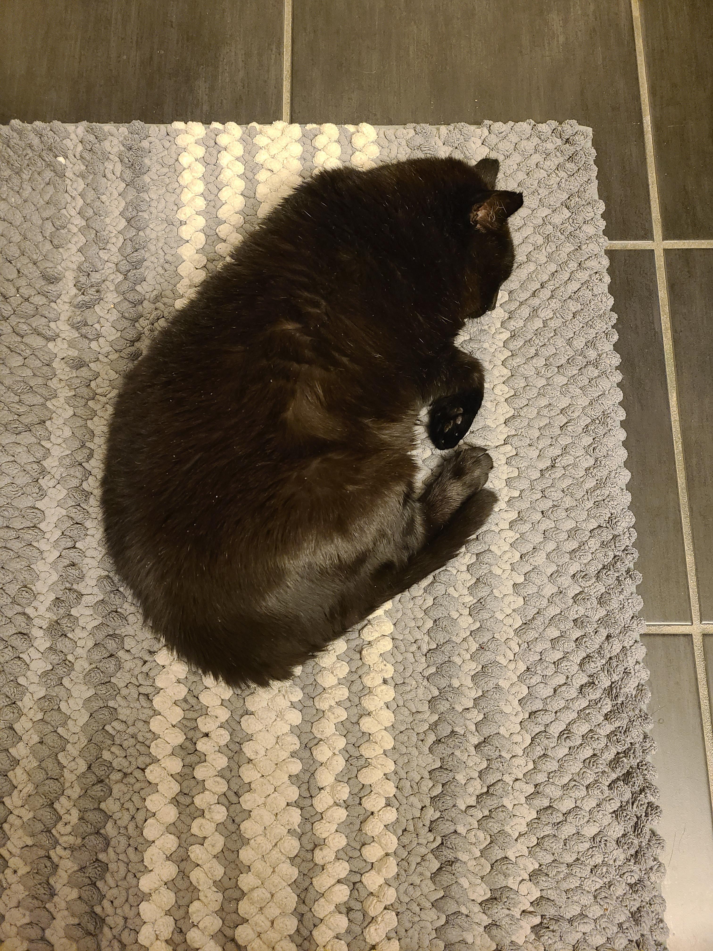 Enlarge Chubby Cheeks AKA Gobbi, a ADOPTABLE Domestic Short Hair in Fairfax, VA image 5/5