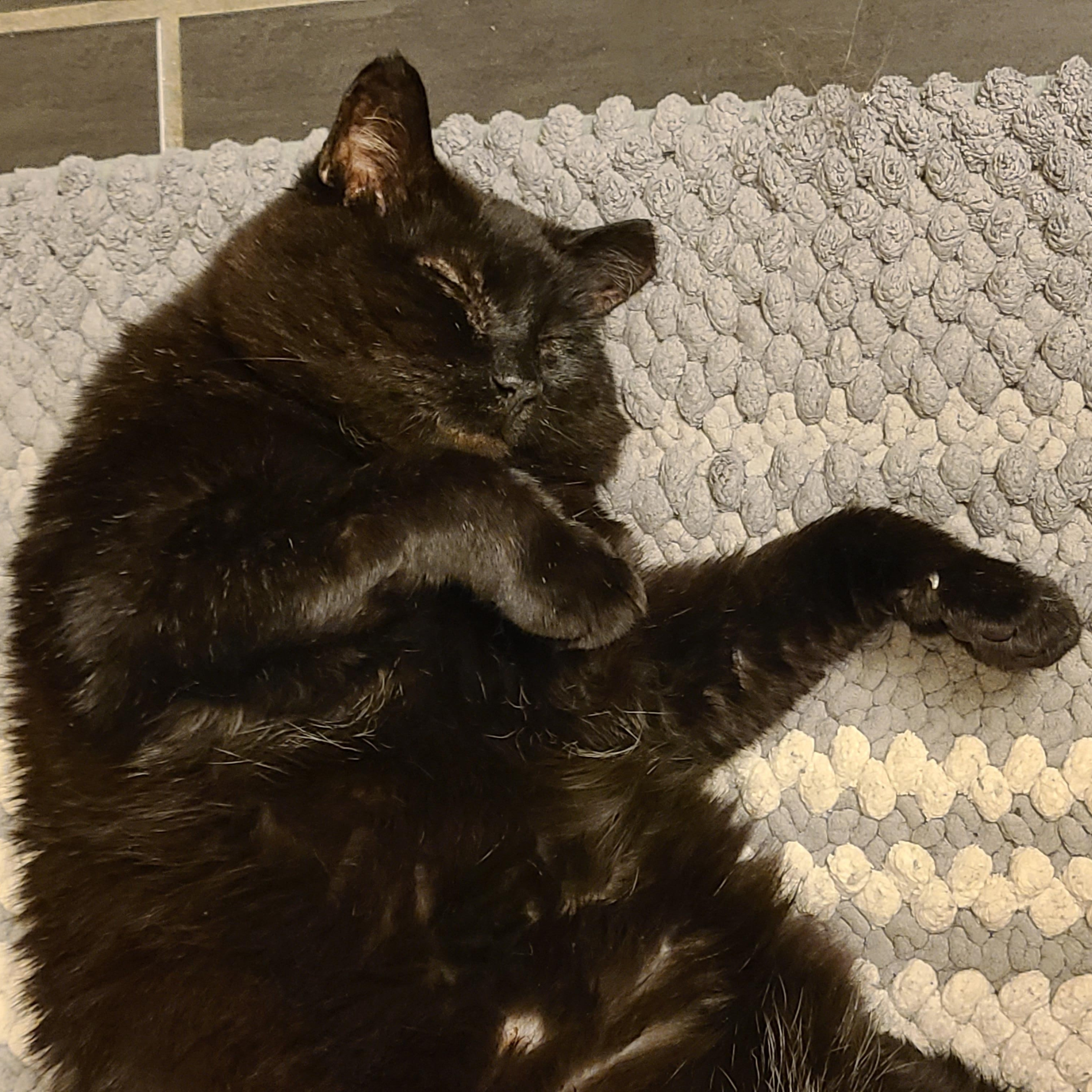 Enlarge Chubby Cheeks AKA Gobbi, a ADOPTABLE Domestic Short Hair in Fairfax, VA image 1/5