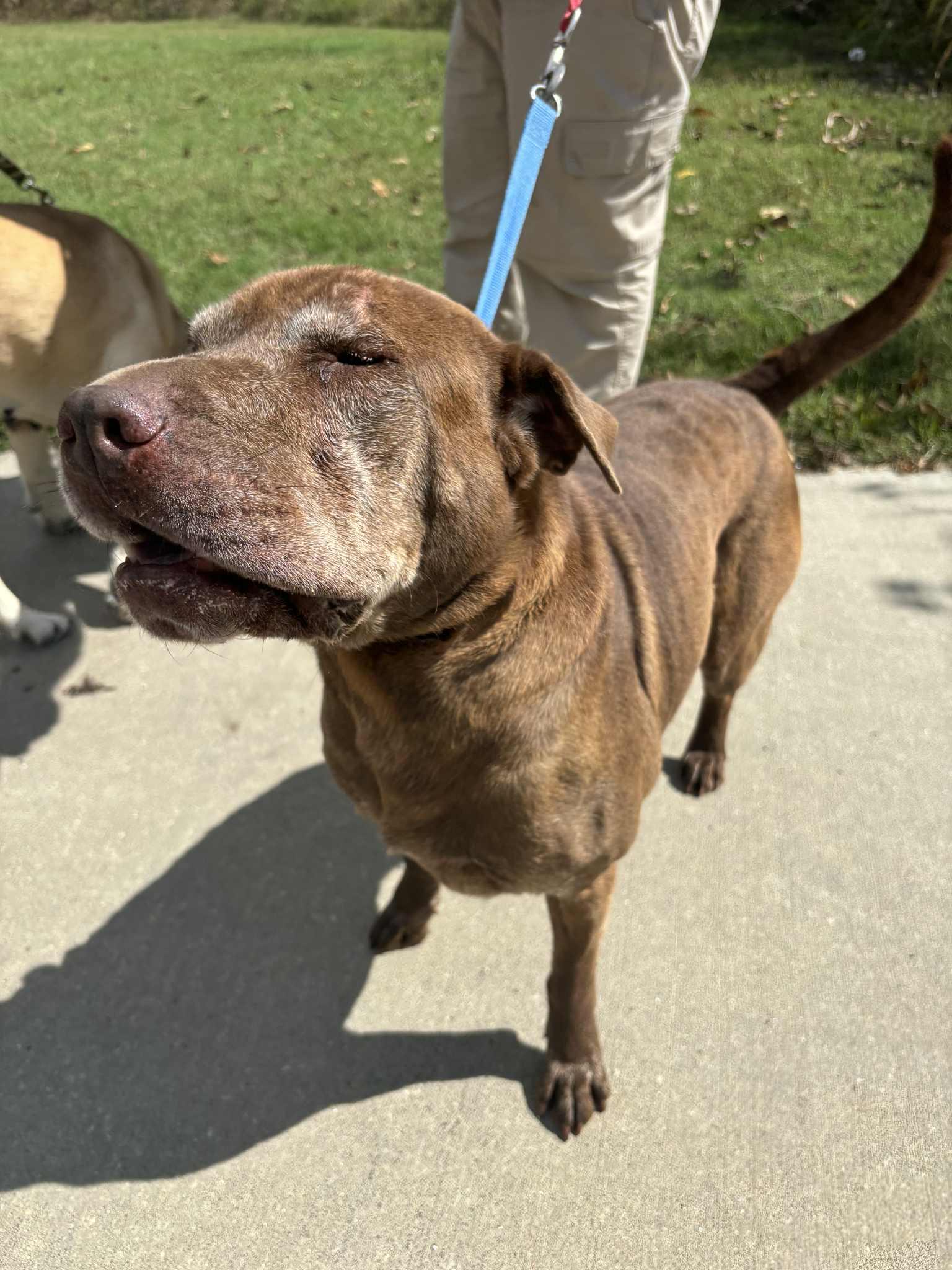 George, a Adoptable mixed breed in Independence, MO image 4/5