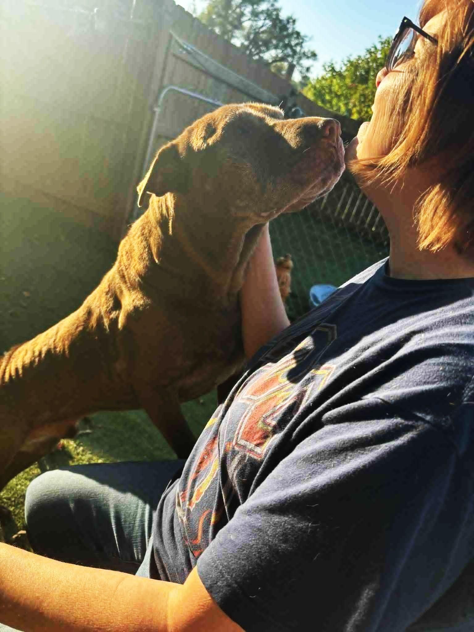 George, a Adoptable mixed breed in Independence, MO image 5/5