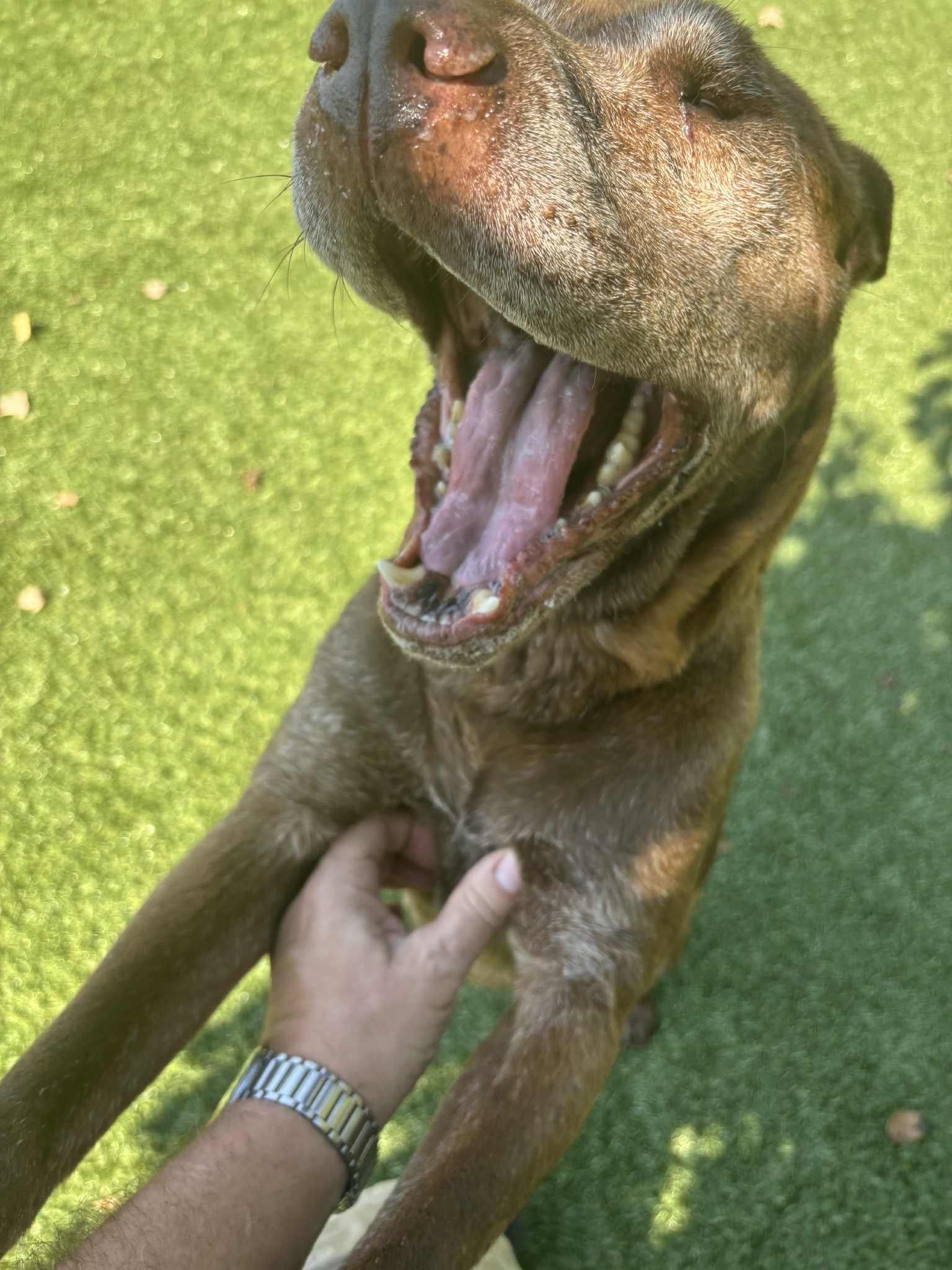 George, a Adoptable mixed breed in Independence, MO image 2/5