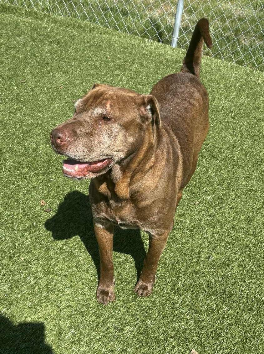 George, a Adoptable mixed breed in Independence, MO image 3/5