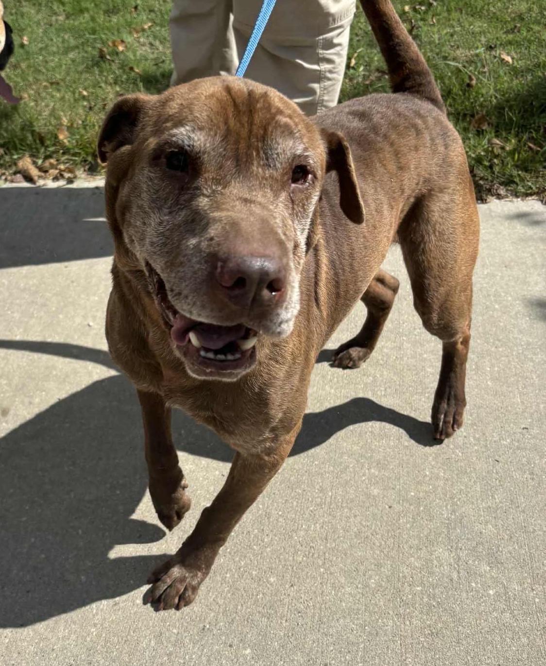 George, Adoptable, Senior Female Shar-Pei & Labrador Retriever.