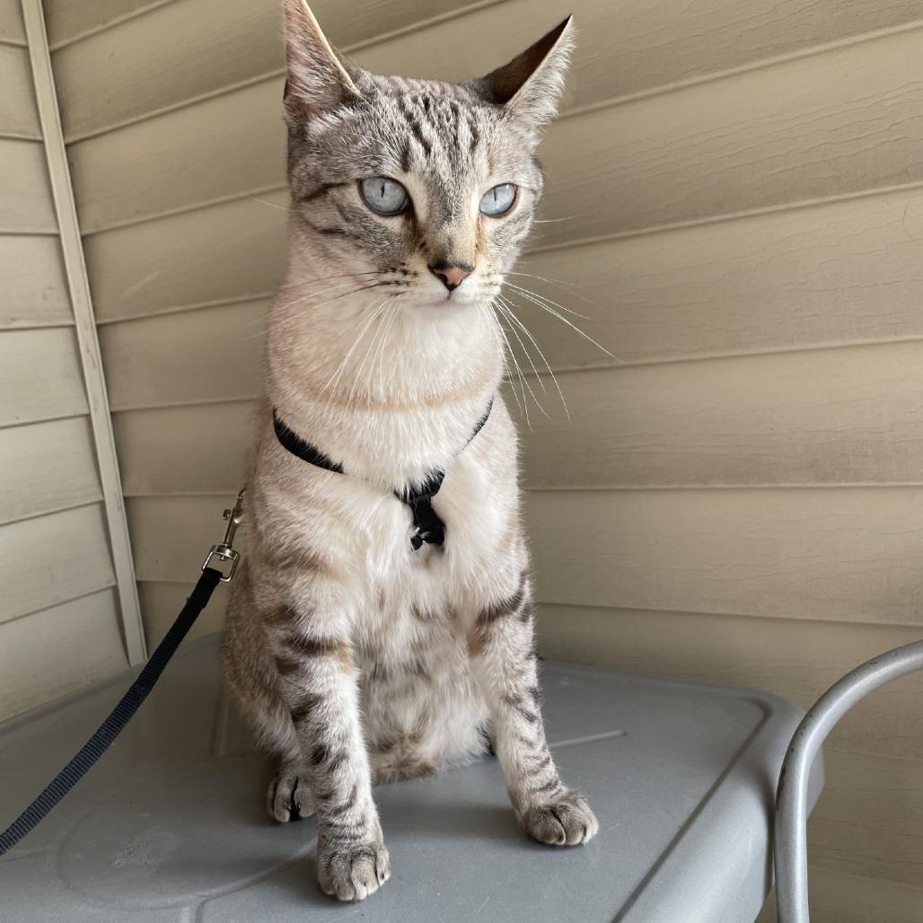 Enlarge Ghost-Foster, a Adoptable Domestic Short Hair in Grand Rapids, MI image 1/6
