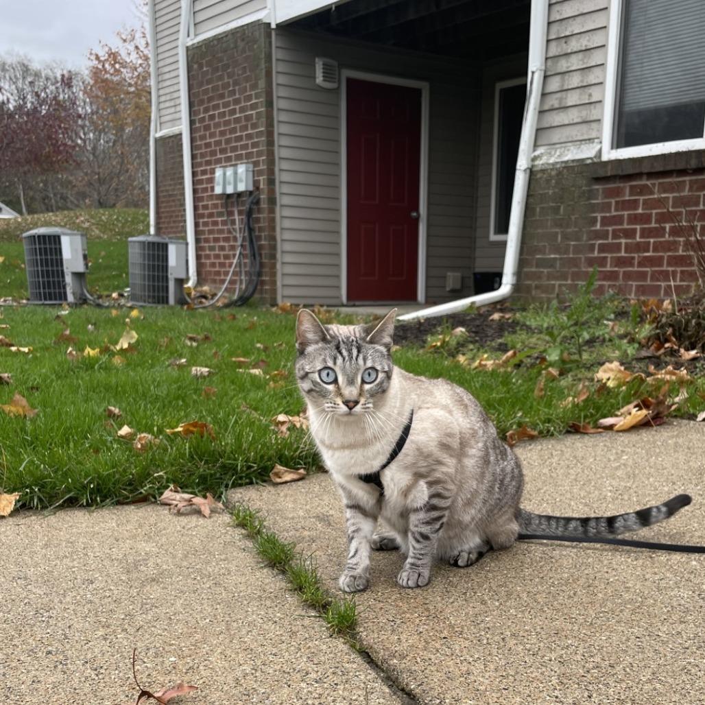 Enlarge Ghost-Foster, a Adoptable Domestic Short Hair in Grand Rapids, MI image 2/6