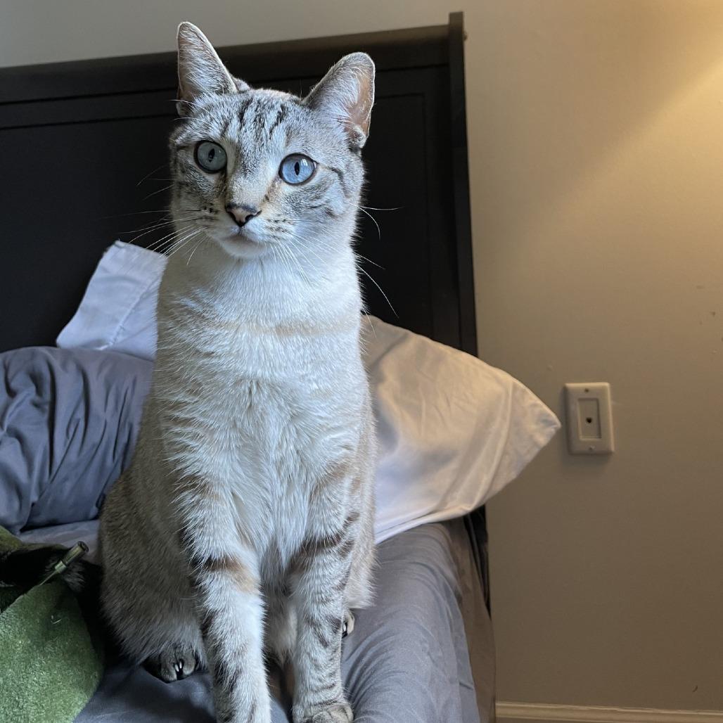 Enlarge Ghost-Foster, a Adoptable Domestic Short Hair in Grand Rapids, MI image 3/6