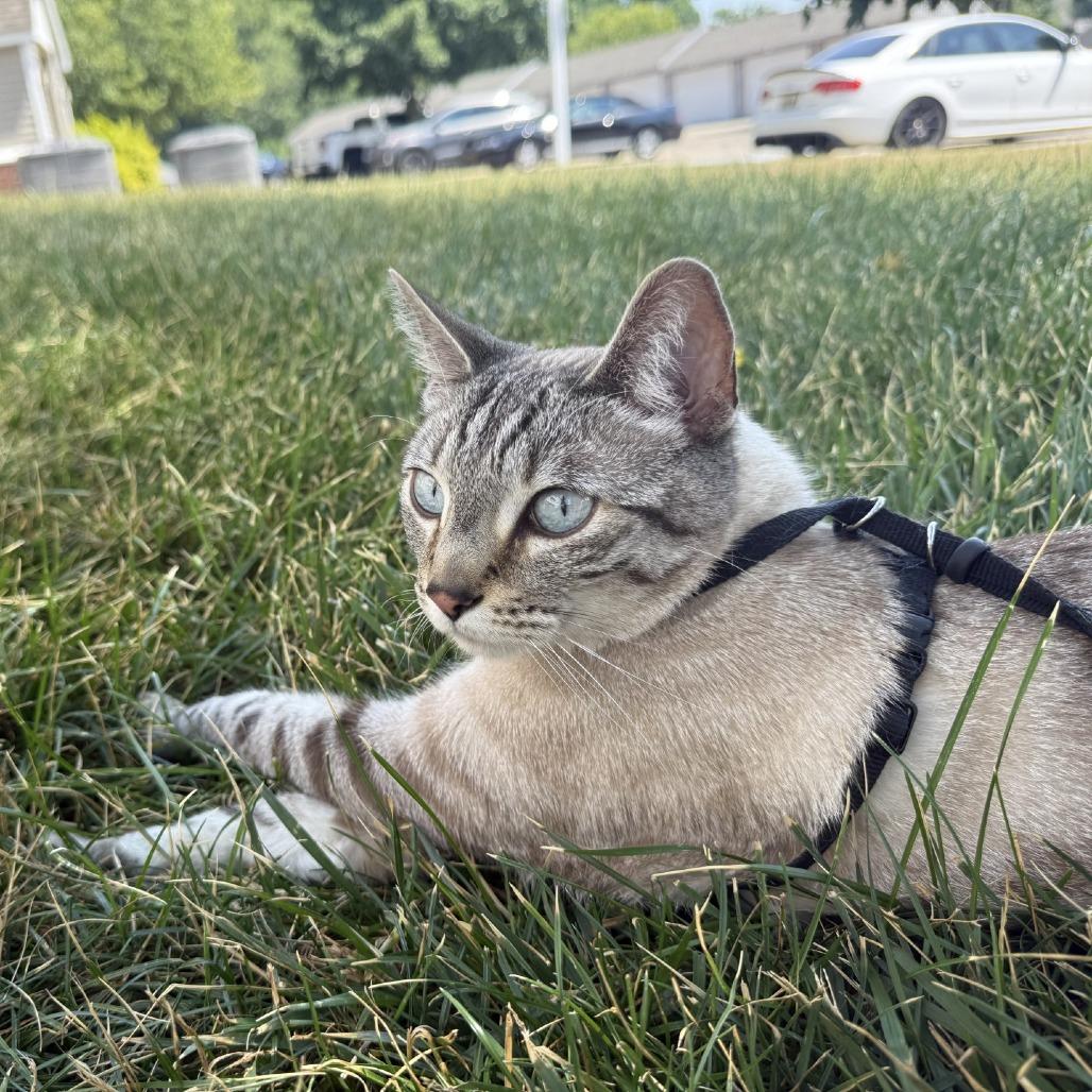Enlarge Ghost-Foster, a Adoptable Domestic Short Hair in Grand Rapids, MI image 4/6