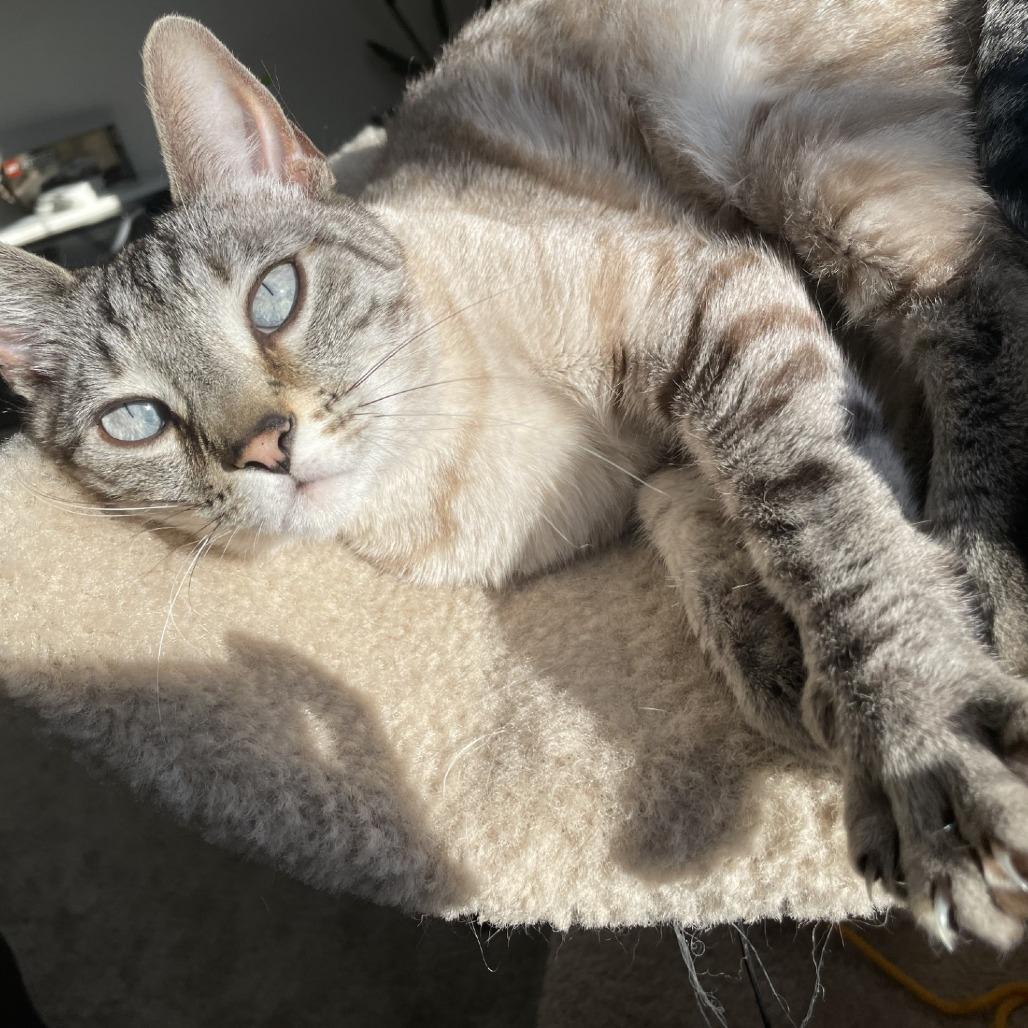 Enlarge Ghost-Foster, a Adoptable Domestic Short Hair in Grand Rapids, MI image 5/6