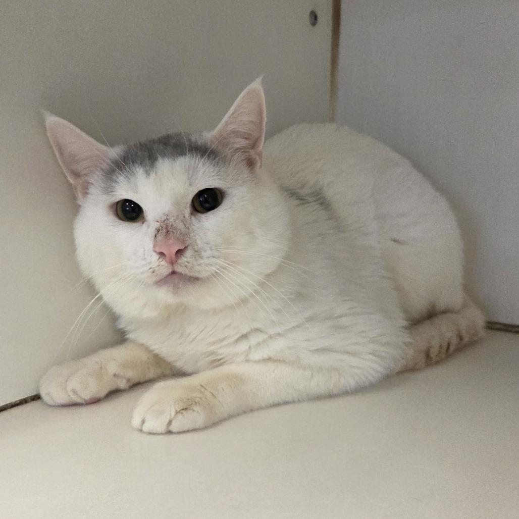 Caribbean, Adoptable, Adult Male Domestic Short Hair.