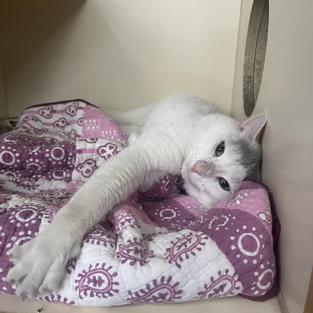 Enlarge Caribbean, a Adoptable Domestic Short Hair in Hinsdale, IL image 2/3