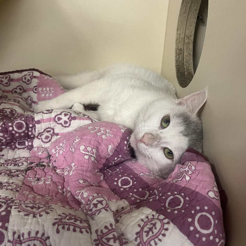 Enlarge Caribbean, a Adoptable Domestic Short Hair in Hinsdale, IL image 3/3