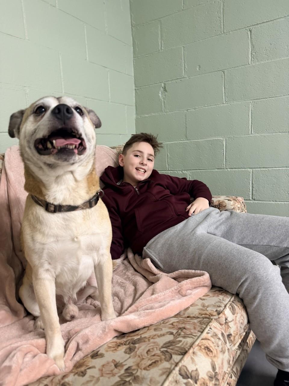 Rocky, ADOPTABLE, Adult Male Shiba Inu & Pug.