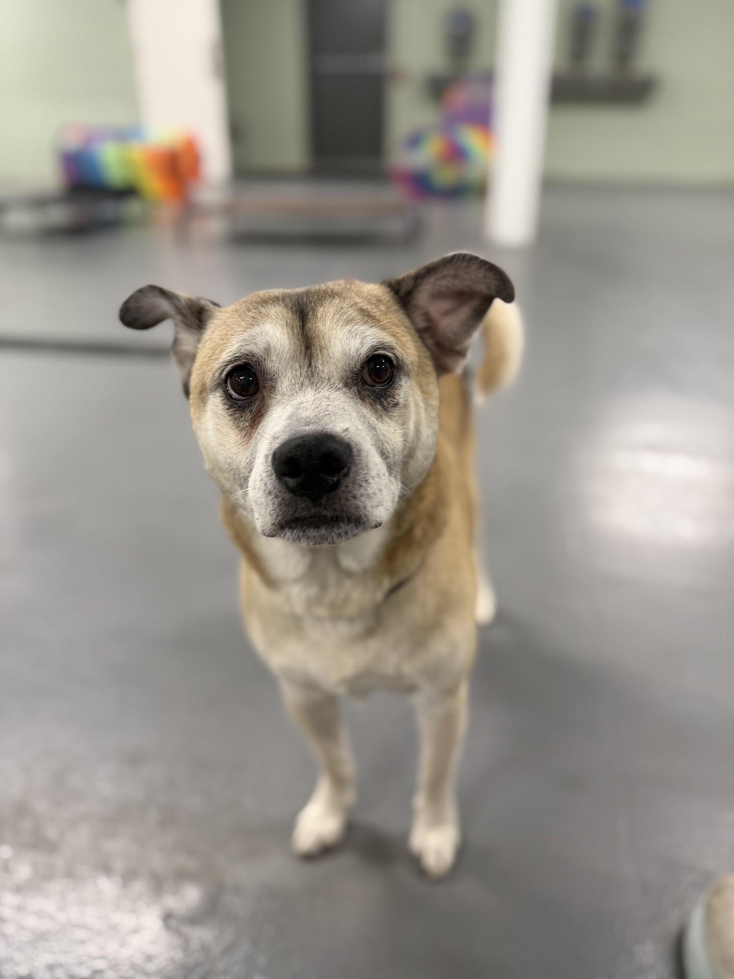 Rocky, a ADOPTABLE mixed breed in Lemont Furnace, PA image 2/2