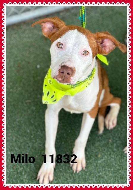 Introducing Milo He was brought to the shelter along with his besties Sarabi and Tychalla on 711 