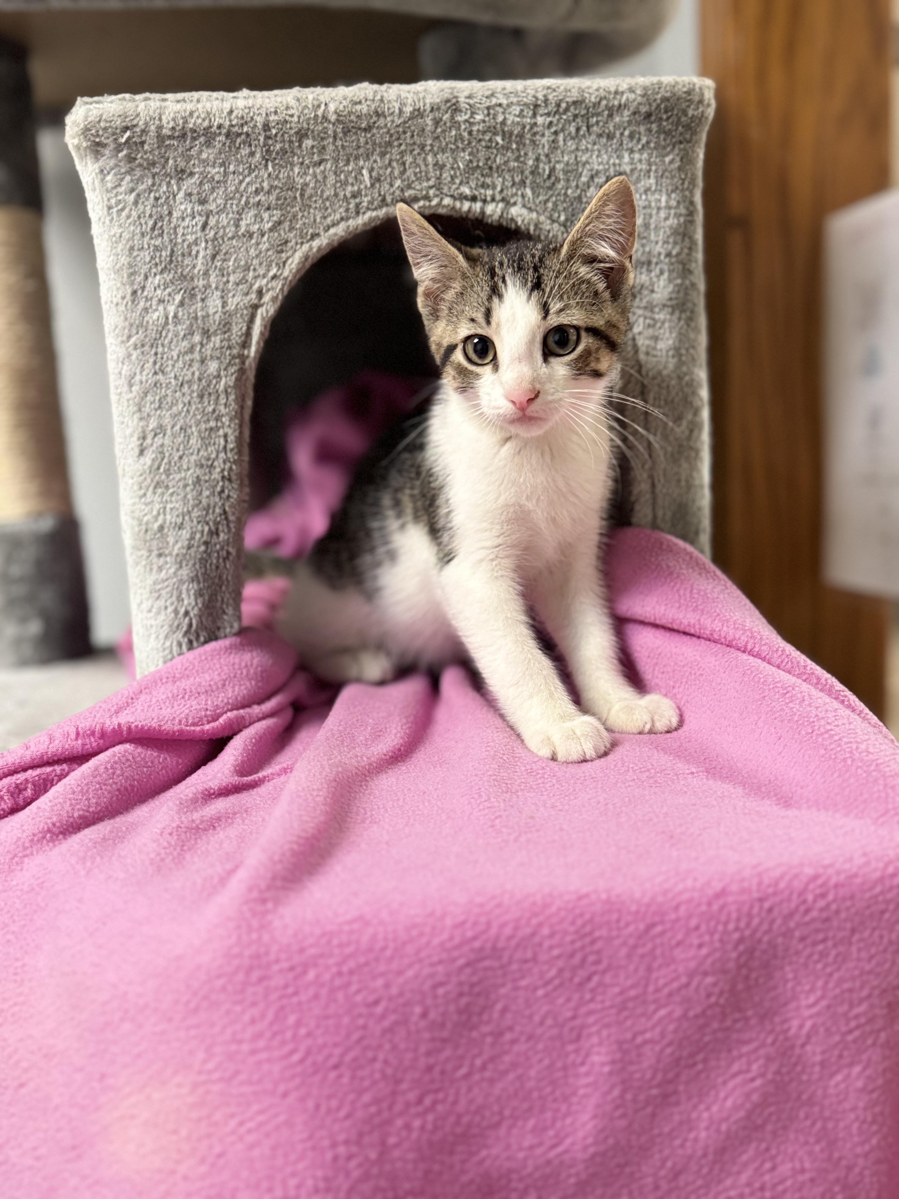Boomer, a ADOPTABLE Domestic Short Hair in Dodgeville, WI image 2/2