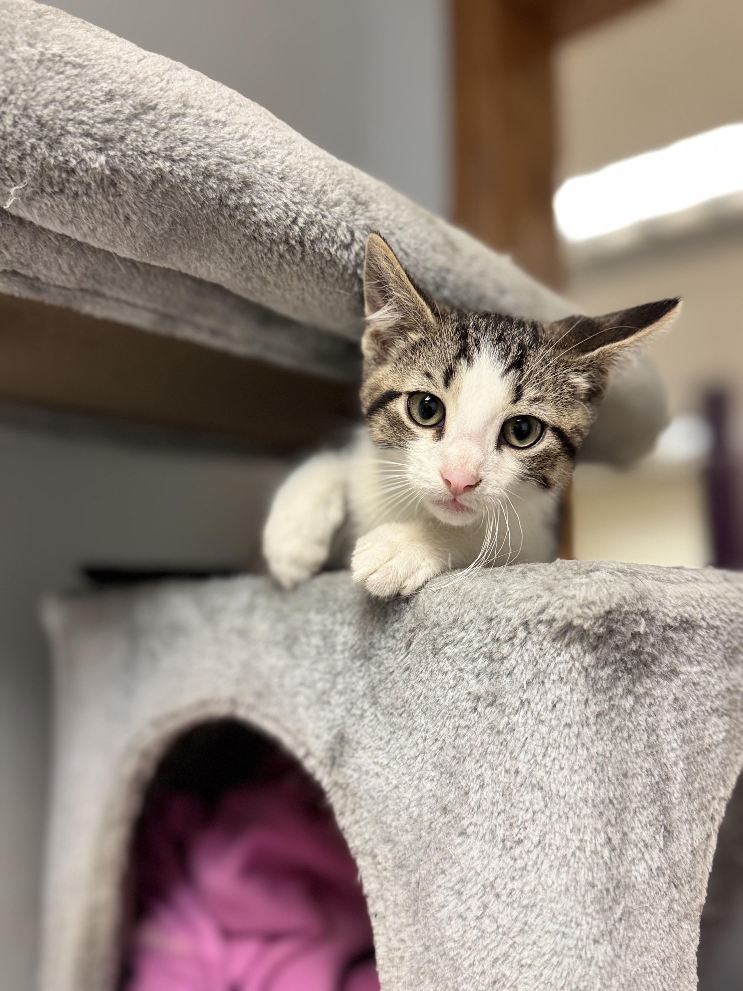Boomer, ADOPTABLE, Kitten Male Domestic Short Hair.