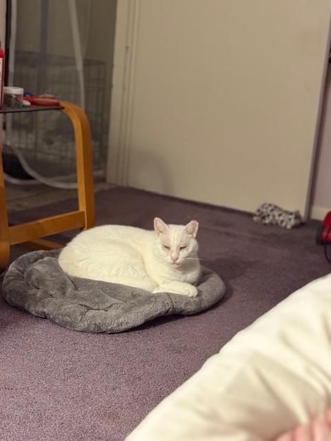 Squeaks, Snow Belle and Carly , ADOPTABLE, Adult Female Domestic Short Hair.