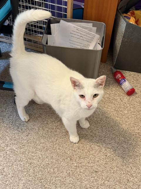 Squeaks, Snow Belle and Carly , a ADOPTABLE Domestic Short Hair in Fairfax, VA image 2/4