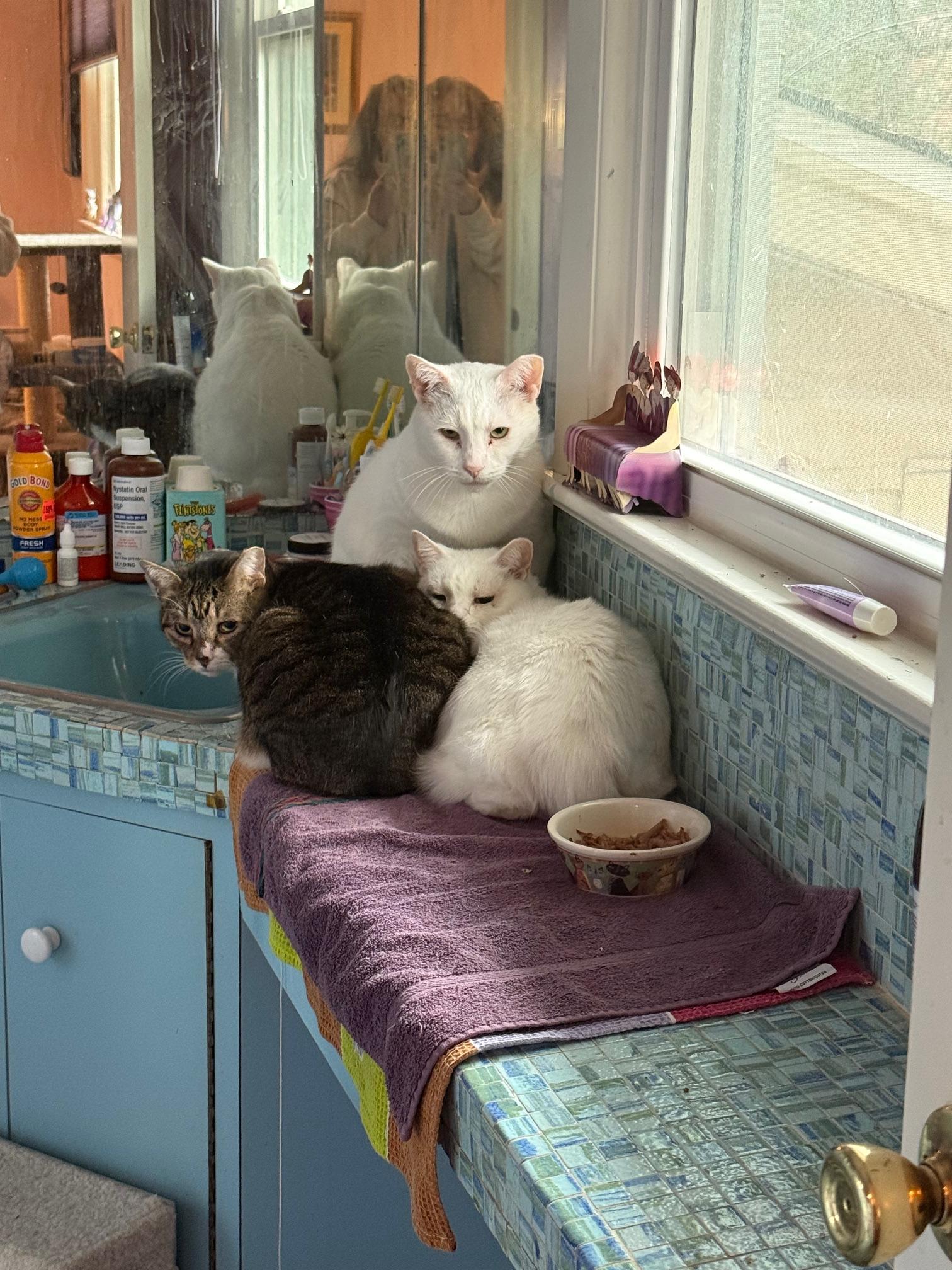 Squeaks, Snow Belle and Carly , a ADOPTABLE Domestic Short Hair in Fairfax, VA image 4/4