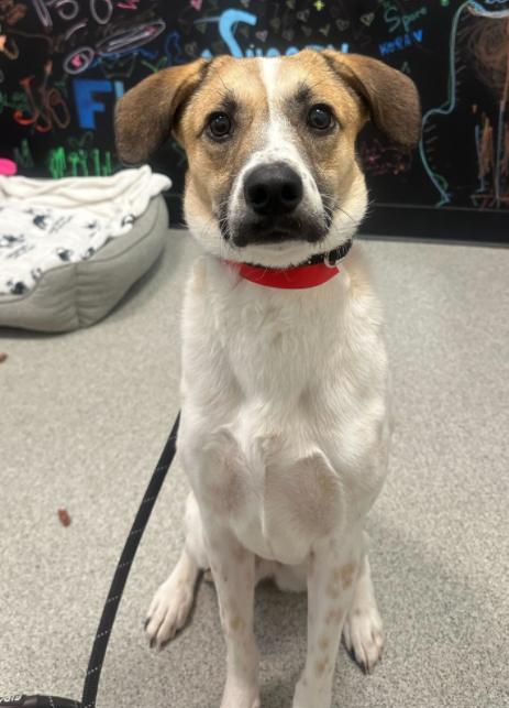 Enlarge Clover, an adopted mixed breed in Palatine, IL image 1/1