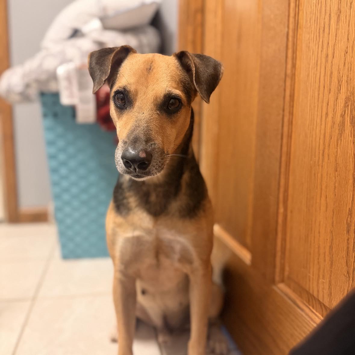 Enlarge Bobo, a Adoptable mixed breed in Pittsburgh, PA image 2/6