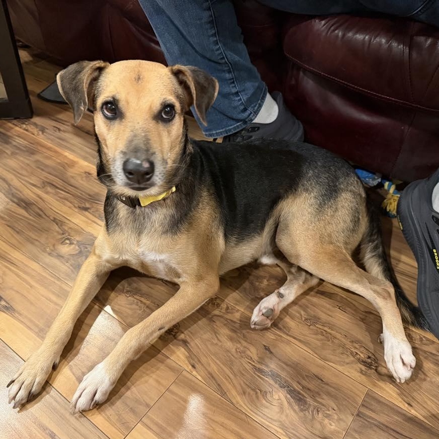 Enlarge Bobo, a Adoptable mixed breed in Pittsburgh, PA image 1/6