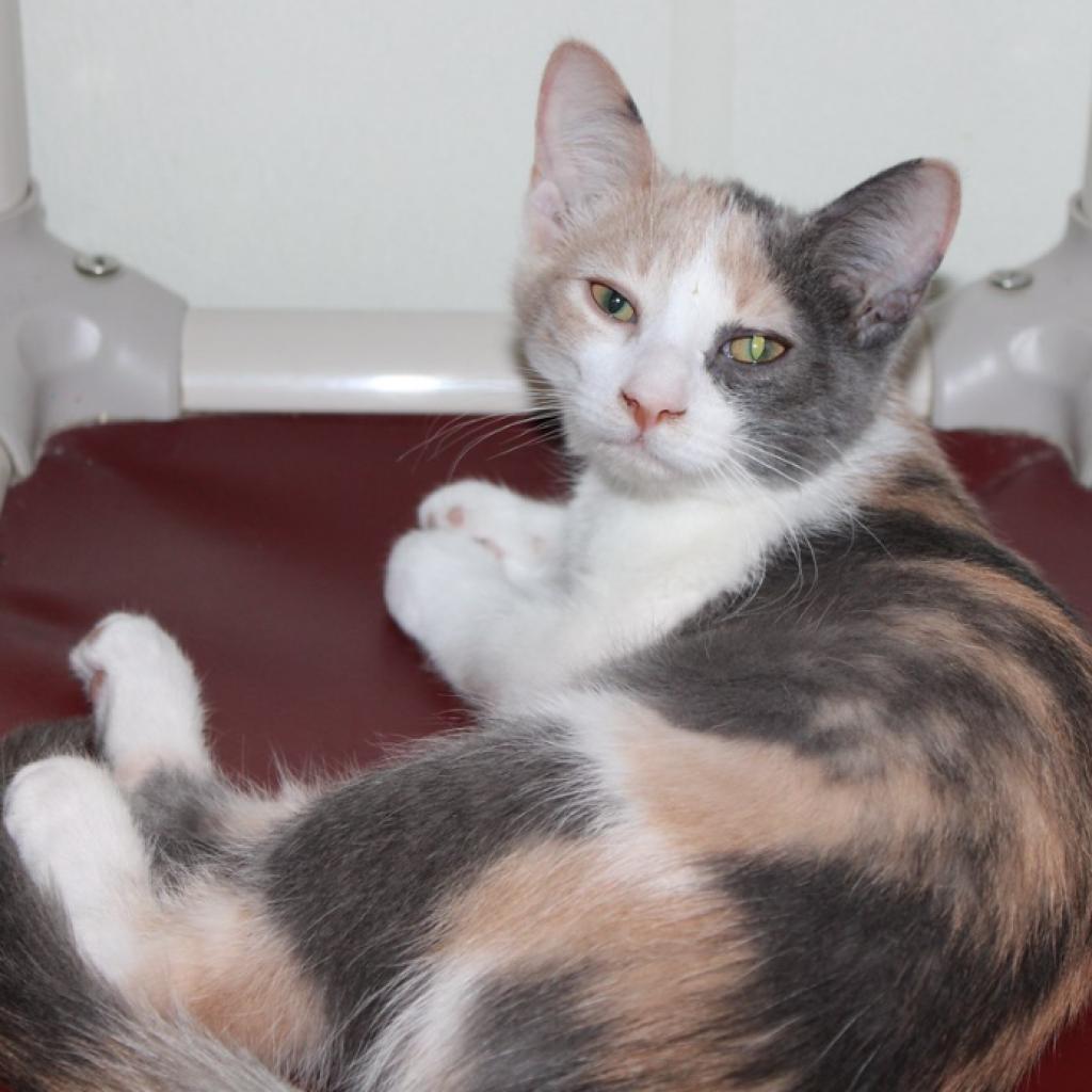 Liebchen, Adoptable, Adult Female Domestic Short Hair.