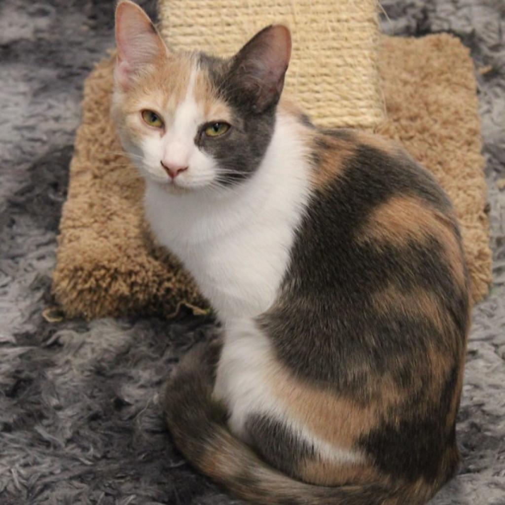 Enlarge Liebchen, a Adoptable Domestic Short Hair in Defiance, OH image 3/6