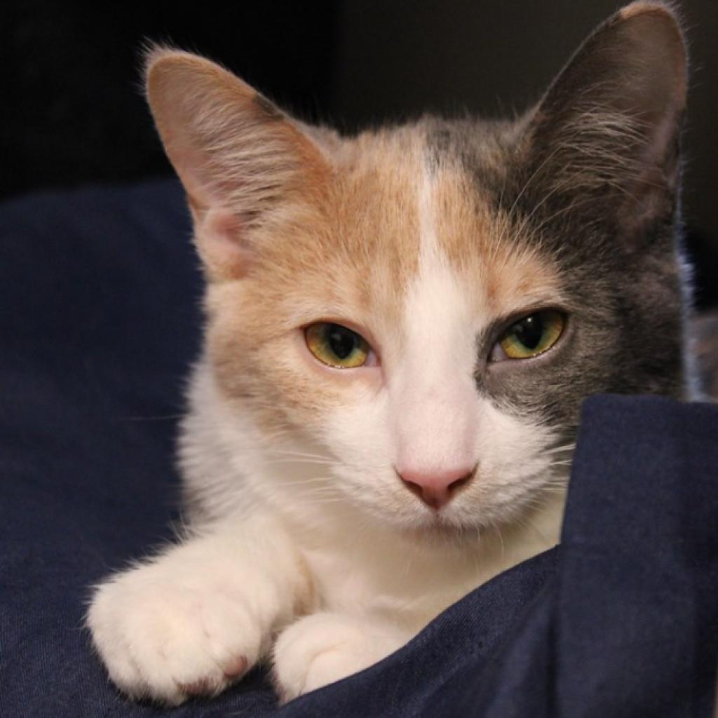 Enlarge Liebchen, a Adoptable Domestic Short Hair in Defiance, OH image 5/6