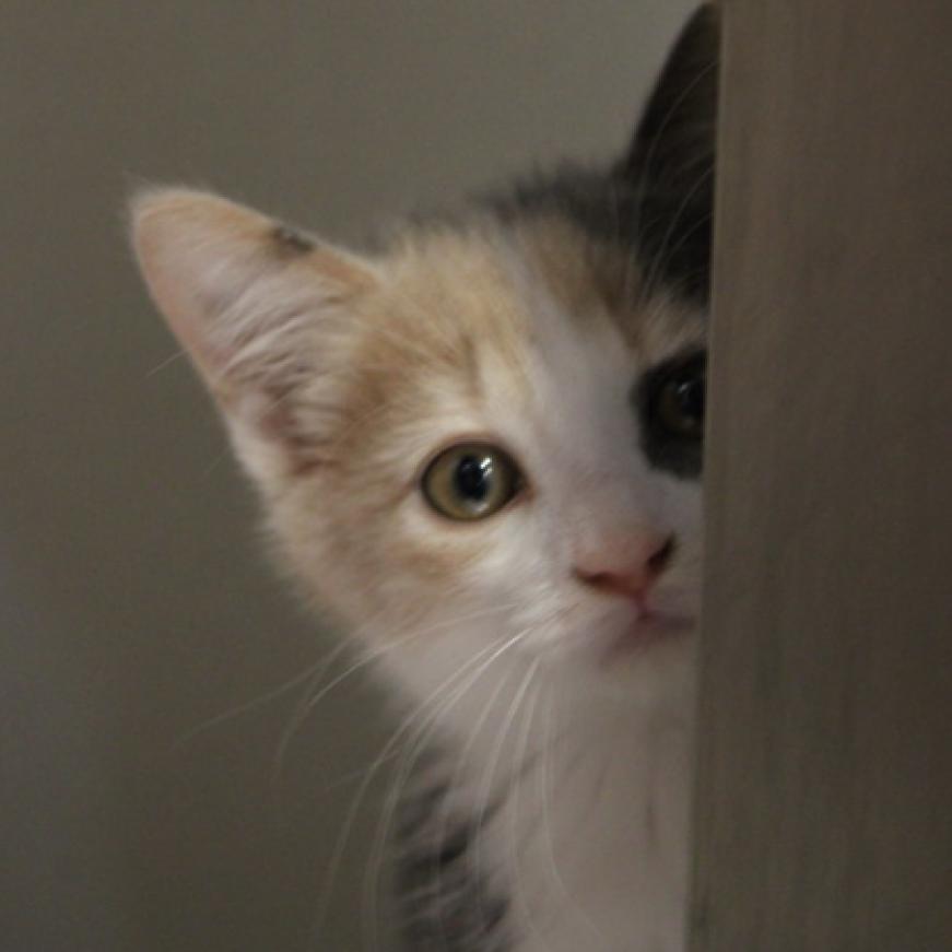 Enlarge Liebchen, a Adoptable Domestic Short Hair in Defiance, OH image 6/6