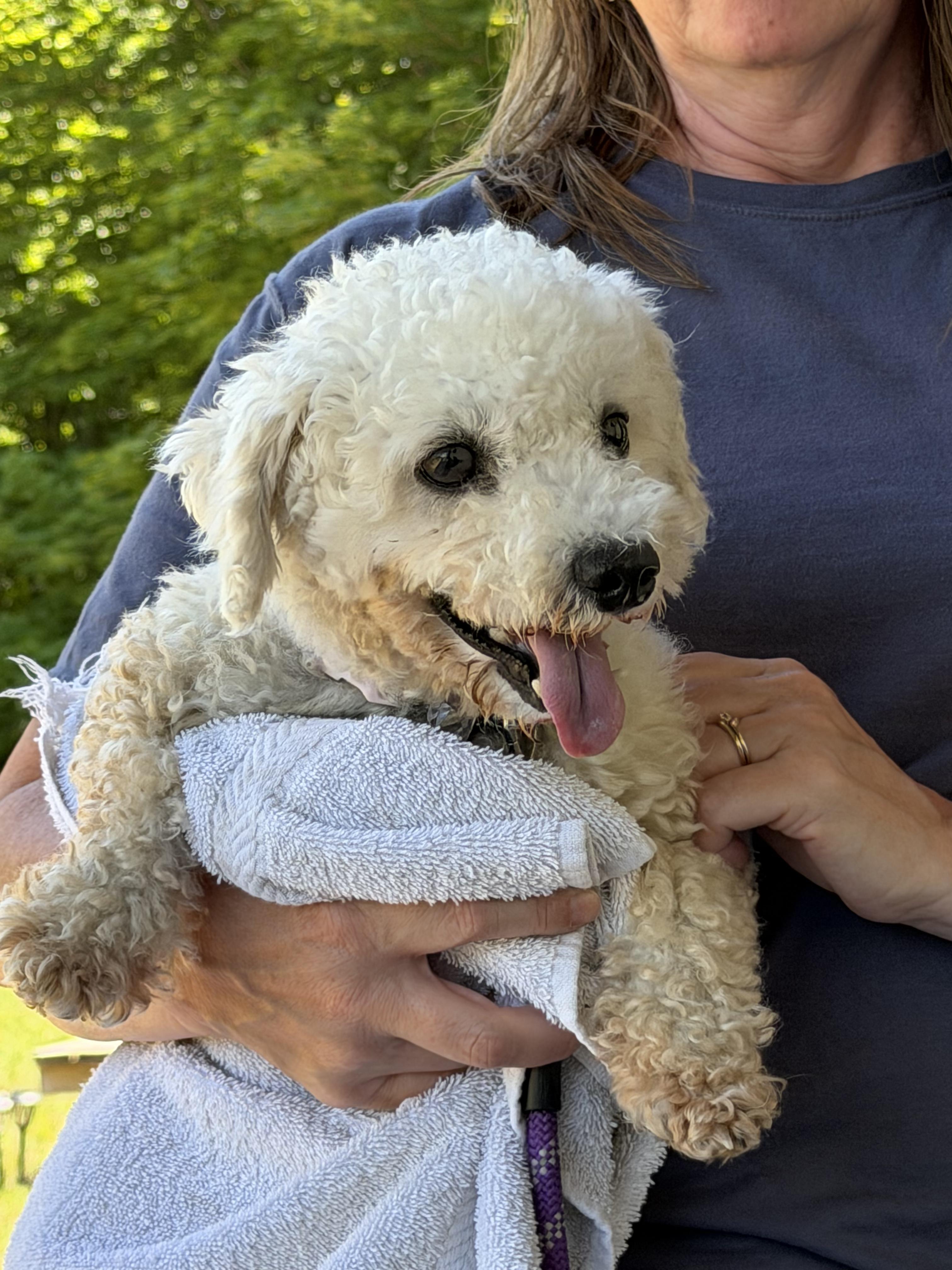 Suzie - In Foster, a ADOPTABLE Bichon Frise in Kalamazoo, MI image 1/2