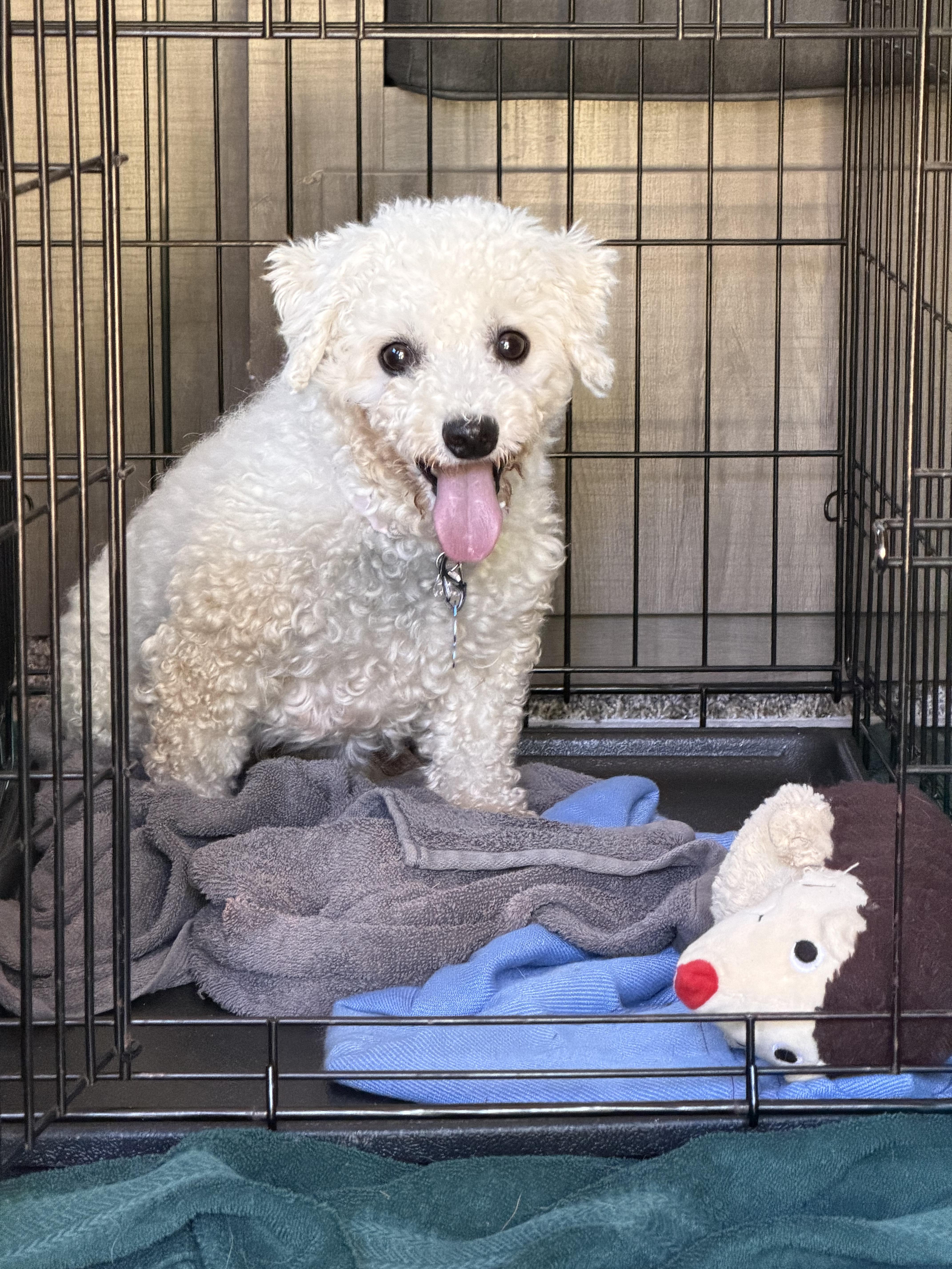 Suzie - In Foster, a ADOPTABLE Bichon Frise in Kalamazoo, MI image 2/2