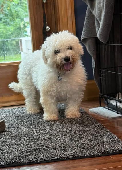 Suzie - In Foster, a ADOPTABLE Bichon Frise in Kalamazoo, MI image 3/4