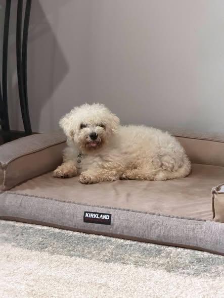 Suzie - In Foster, a ADOPTABLE Bichon Frise in Kalamazoo, MI image 4/4