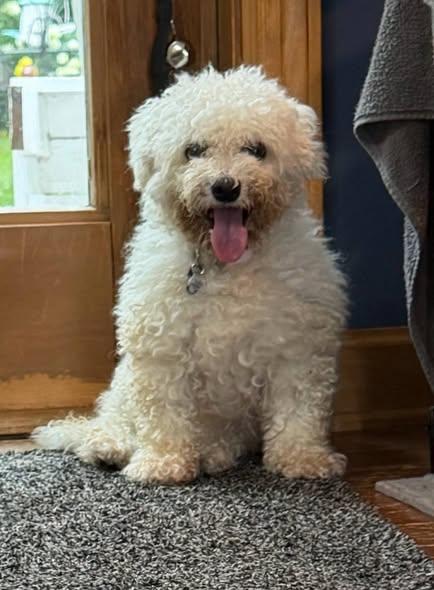 Suzie - In Foster, a ADOPTABLE Bichon Frise in Kalamazoo, MI image 1/4