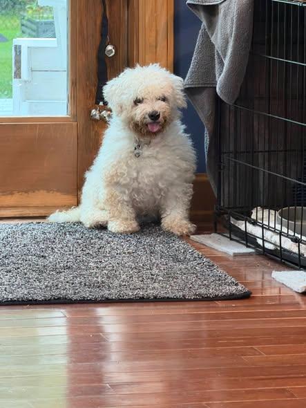 Suzie - In Foster, a ADOPTABLE Bichon Frise in Kalamazoo, MI image 2/4